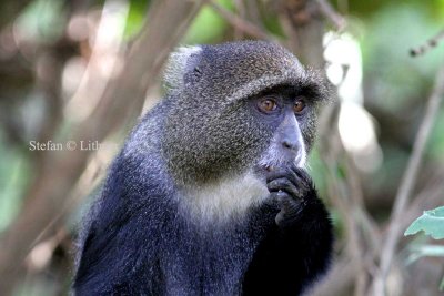 Blue Monkey (Cercopithecus mitis ). Photo Stefan  Lithner