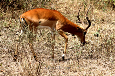 Impala (Aepyceros melampus). Photo Stefan  Lithner