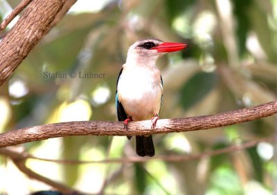 Brown-hooded Kingfisher (Halcyon albiventris). Photo Stefan  Lithner