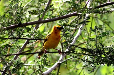 Taveta Weaver (Ploceus castaneiceps). Photo Stefan  Lithner