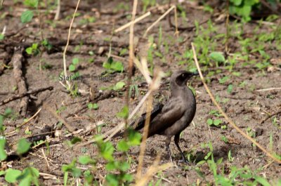 Ashy Starling (Cosmopsarus unicolor). Photo Stefan  Lithner 