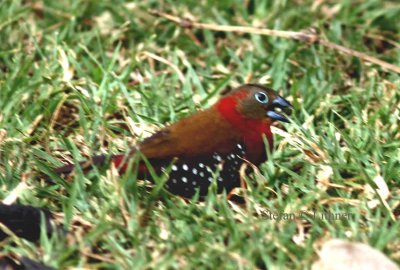 Red-throated Twinspot (Hypargos niveoguttatus)  male. Photo Stefan  Lithner