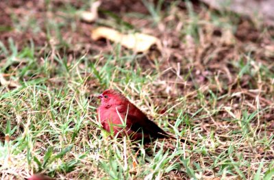 Red-billed Firefinch (Lagosticta senegala). Photo Stefan © Lithner