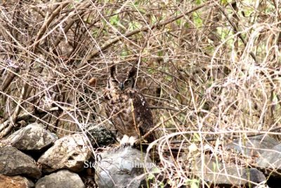 Spotted Eagle-owl (Bubo africanus). Photo Stefan © Lithner