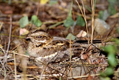 Sqare-tailed Nightjar (Caprimulgus fossi). Photo Stefan © Lithner