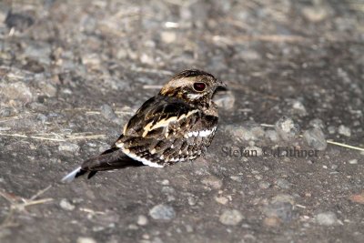 Sqare-tailed Nightjar (Caprimulgus fossi). Photo Stefan © Lithner