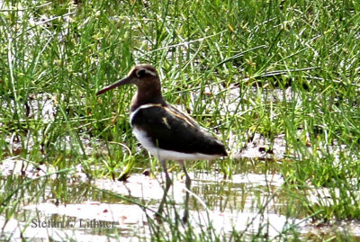 GreaterPainted Snipe (Rostratula benghalensis). Photo Stefan © Lithner