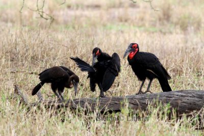 Southern Ground Hornbill (Bucorvus leadbeateri). Photo Stefan © Lithner
