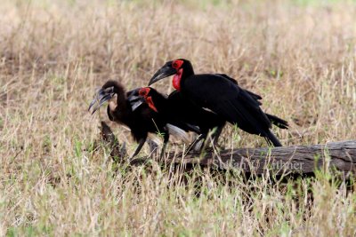 Southern Ground Hornbill (Bucorvus leadbeateri). Photo Stefan © Lithner