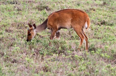Bushbuck (Tragelaphus scriptus). Photo Stefan  Lithner 