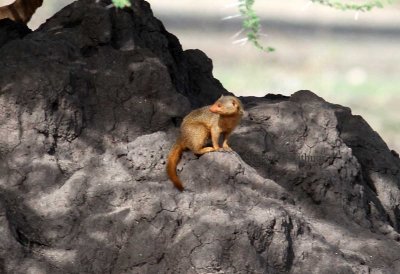 Dwarf Mongoose (Helogale parvula). Photo Stefan  Lithner 