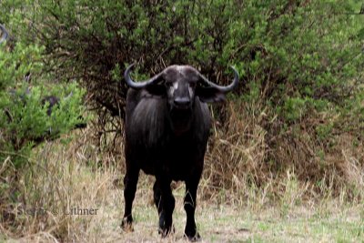 African Buffalo  (Syncerus caffer). Photo Stefan  Lithner 