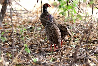 Red-necked Spurfowl (Pternistis afer). Photo Stefan © Lithner