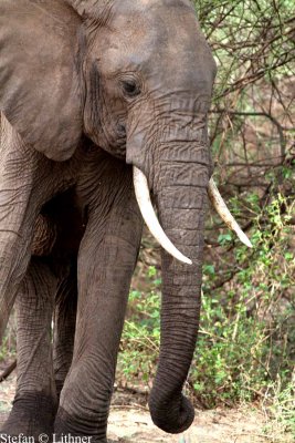Savannah  Elephant (Loxodonta africana).  Photo Stefan  Lithner 