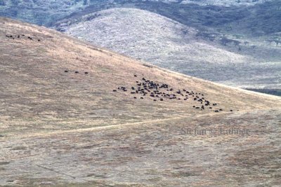 African buffalo (Syncerus caffer).  Photo Stefan  Lithner 