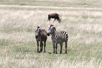 Plains Zebra (Equus quagga).  Photo Stefan  Lithner 