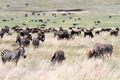 Serengeti  Photo Stefan  Lithner 