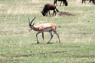 Grants Gazelle (Gazella (g.) granti).  Photo Stefan  Lithner 
