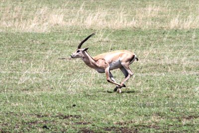 Grants Gazelle (Gazella (g.) granti).  Photo Stefan  Lithner 