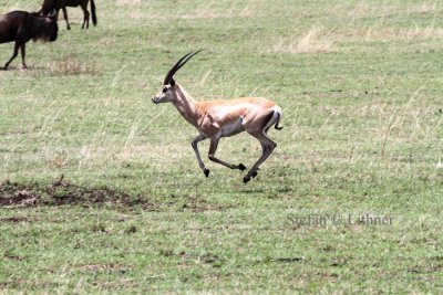 Grants Gazelle (Gazella (g.) granti).  Photo Stefan  Lithner 