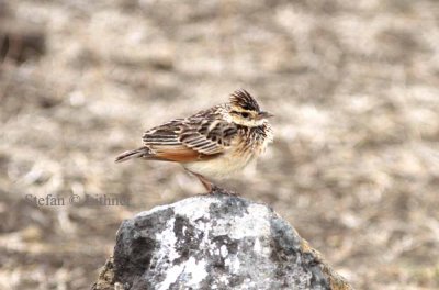 Rufous-naped Lark (Mirafra africana). Photo Stefan © Lithner