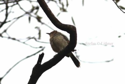 Lynes cisticola (Cisticola distinctus). Photo Stefan © Lithner