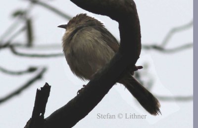 Lynes cisticola (Cisticola distinctus). Photo Stefan © Lithner