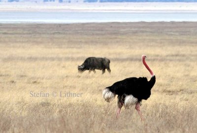 Masai Ostrich (Struthio camelus masaicus). Photo Stefan © Lithner