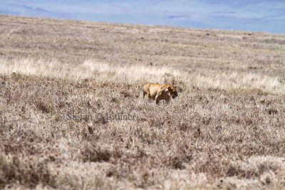Lion (Panthera leo). Photo Stefan  Lithner  
