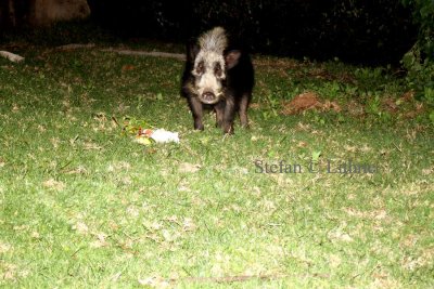 Bush Pig (Potamochoerus larvatus). Photo Stefan  Lithner 