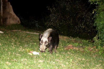 Bush Pig (Potamochoerus larvatus). Photo Stefan  Lithner 