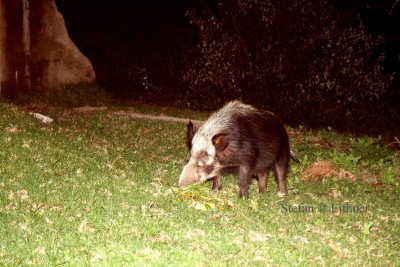 Bush Pig (Potamochoerus larvatus). Photo Stefan  Lithner 