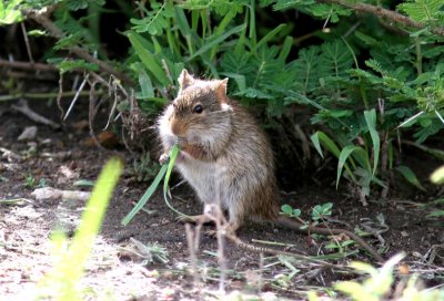 Unid. Unstriped Grass Rat (Arvicanthis sp). Photo Stefan  Lithner 