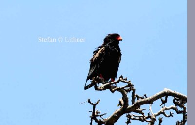 Bateleur (Terathopius ecaudatus). Photo Stefan © Lithner