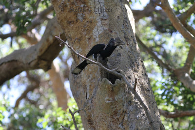 Silvery-cheeked Hornbill (Bycanistes brevis). Photo Stefan © Lithner