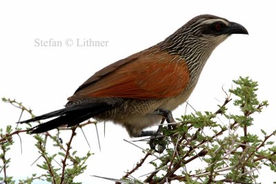 White-browed Coucal (Centropus superciliosus). Photo Stefan © Lithner