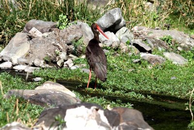 Black stork (Ciconia niger). Photo Stefan © Lithner