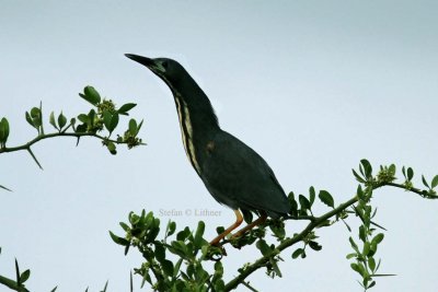 Birds in Tanzania 2015