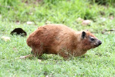 Black-necked Rock Hyrax (Procavia johnstonii).  Photo Stefan  Lithner 