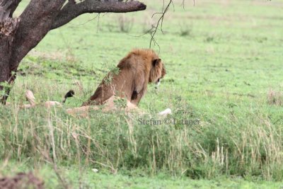 Lion (Panthera leo). Photo Stefan  Lithner  