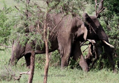 Savannah  Elephant (Loxodonta africana).  Photo Stefan  Lithner 