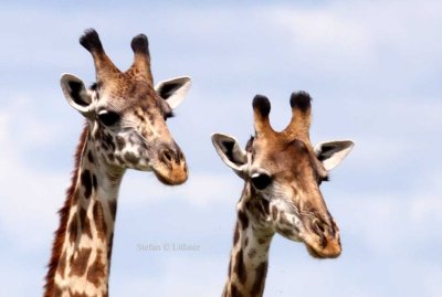 Giraaffe (Giraffa camelopardalis). Photo Stefan  Lithner 
