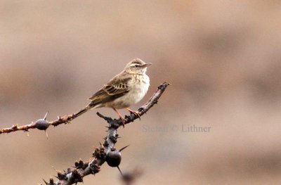 Long-billed Pipit (Anthus similis). Photo Stefan © Lithner