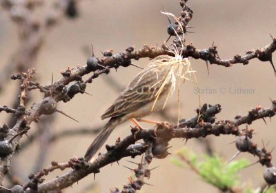 Long-billed Pipit (Anthus similis) with nesting material. Photo Stefan © Lithner