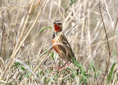 Rosy-breasted Longclaw (Macronyx ameliae), Photo Stefan © Lithner
