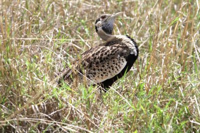 Black-bellied Bustard (Eupodotis melanogaster). Photo Stefan © Lithner
