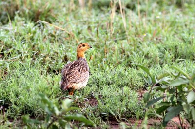 Coqui Francolin (Peliperdix coquoi). Photo Stefan © Lithner