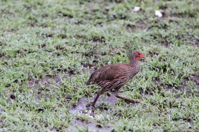 Grey-chested Spurfowl (Pternistis rufopictus). Photo Stefan © Lithner