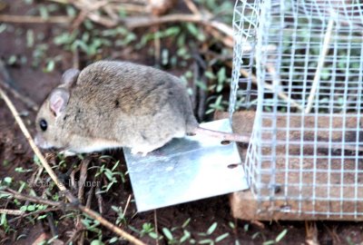 Brockmans myomyscus (Myomyscus brockmanni). Photo Stefan  Lithner 