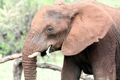 Savannah  Elephant (Loxodonta africana).  Photo Stefan  Lithner 